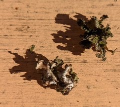 Tuckermanopsis chlorophylla