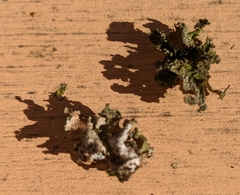 Tuckermanopsis chlorophylla