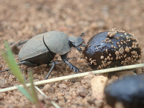 Epirinus validus