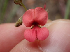 Indigofera verrucosa