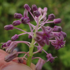 Ledebouria sandersonii
