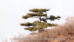 Pinus tabuliformis