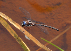 Austroaeschna christine