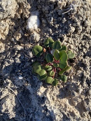 Eriogonum gypsophilum