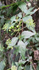 Eleutherococcus trifoliatus