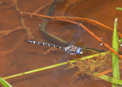 Austroaeschna christine