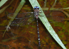 Austroaeschna christine