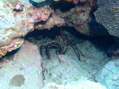 Panulirus longipes bispinosus