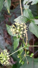 Eleutherococcus trifoliatus