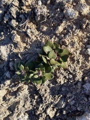 Eriogonum gypsophilum