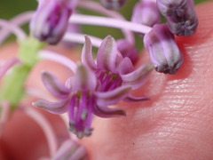 Ledebouria sandersonii