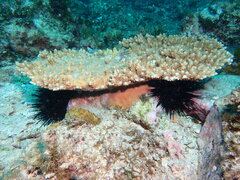 Centrostephanus rodgersii