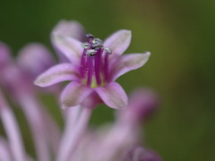 Ledebouria sandersonii