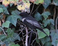 Turdus torquatus