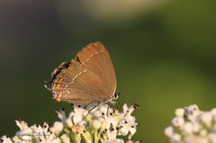 Satyrium ilicis