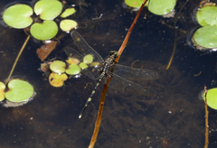 Orthetrum serapia