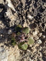 Eriogonum gypsophilum