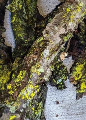 Chrysothrix candelaris