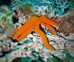 Ophidiaster confertus