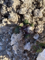 Eriogonum gypsophilum