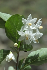 Styrax officinalis