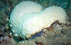 Palythoa tuberculosa