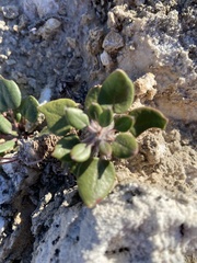 Eriogonum gypsophilum