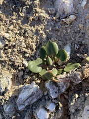 Eriogonum gypsophilum
