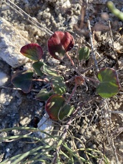 Eriogonum gypsophilum