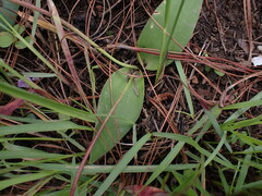 Ledebouria sandersonii