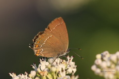 Satyrium ilicis