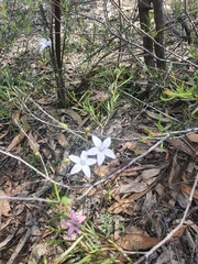 Wahlenbergia stricta
