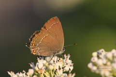 Satyrium ilicis