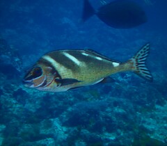 Morwong ephippium