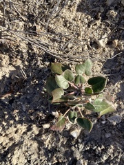 Eriogonum gypsophilum