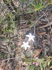 Wahlenbergia stricta