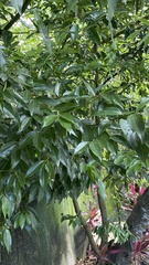 Cinnamomum burmanni