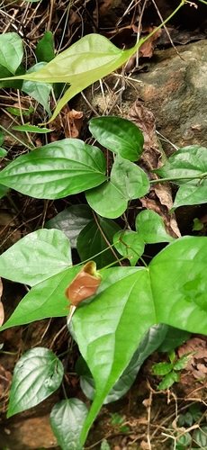 Phanera scandens, photograph 3