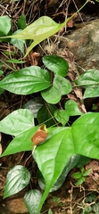 Phanera scandens