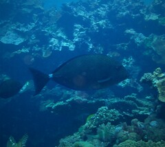 Prionurus maculatus