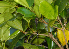 Austroaeschna eungella