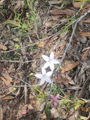 Wahlenbergia stricta