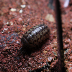 Armadillidium nasatum