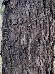 Allocasuarina luehmannii