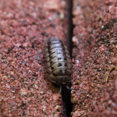 Armadillidium nasatum