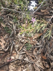 Wahlenbergia stricta