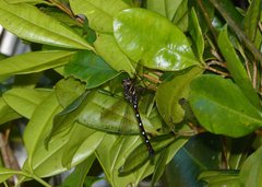 Austroaeschna eungella