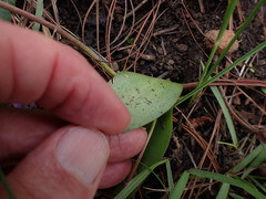 Ledebouria sandersonii