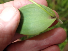 Ledebouria sandersonii