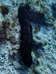 Holothuria